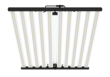 Load image into Gallery viewer, Tarantula Borg